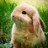 Bunneh's picture
